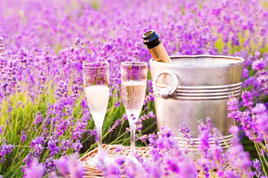 Table mauve au pays de la lavande