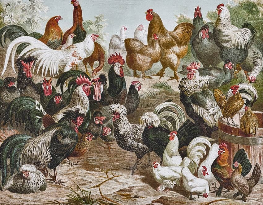 Volaille Reine des Terroirs